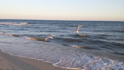 seagulls on the beach