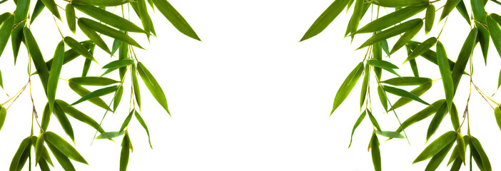 Green bamboo twigs isolated on the white background with copy space