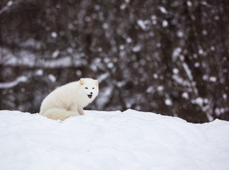 Obraz na płótnie Canvas Artic fox shot in deep midwinter, Quebec, Canada.