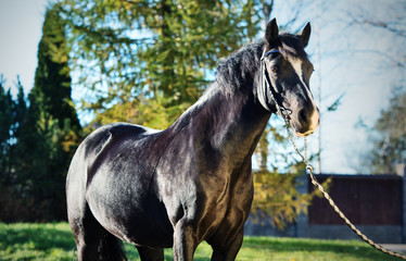 portrait of beautiful black  welsh pony