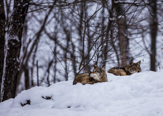 Pack of coyotes resting in mid winter in a boreal forest Quebec, Canada.