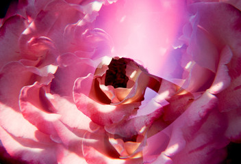 Silhouette of girl in pink colorful rose petals