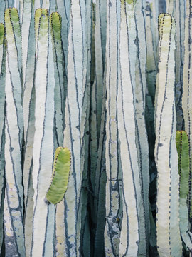 Close-up big cactuses?plants