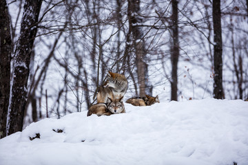 Pack of coyotes resting in mid winter in a boreal forest Quebec, Canada.