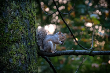 Squirrel eating nuts