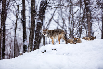 Fototapeta na wymiar Pack of coyotes resting in mid winter in a boreal forest Quebec, Canada.