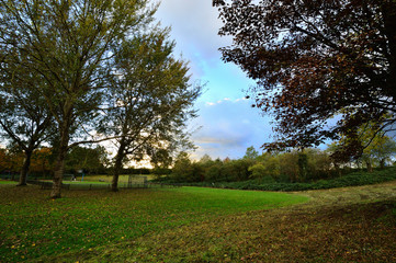 Jesienne drzewa w parku w słoneczny dzień.