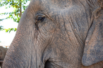 Obraz premium Elephant Face Detail