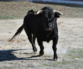 toro español con grandes cuernos