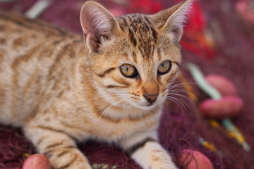 Katzenbaby
