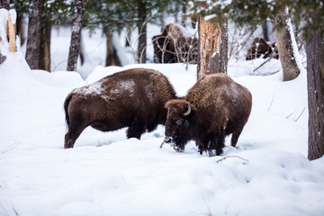 American Bison or Buffalo resting in a snow storm in north Quebec Canada.