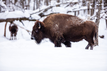 American Bison or Buffalo resting in a snow storm in north Quebec Canada.
