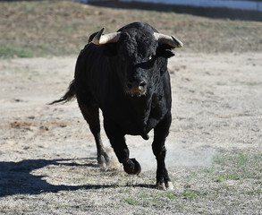 toro español con grandes cuernos