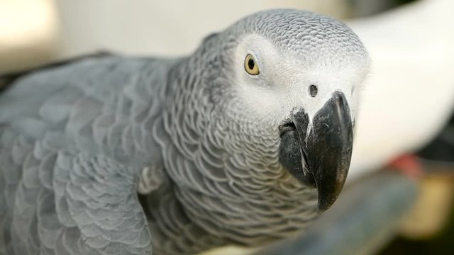 Red-tailed monogamous African Congo Grey Parrot, Psittacus erithacus. Companion Jaco is popular avian pet native to equatorial region. Exotic bird in tropical forest.