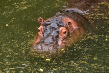 Fototapeta premium Ippopotamo