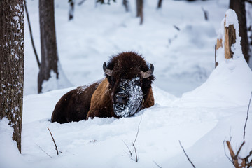 American Bison or Buffalo resting in a snow storm in north Quebec Canada. - 231227036