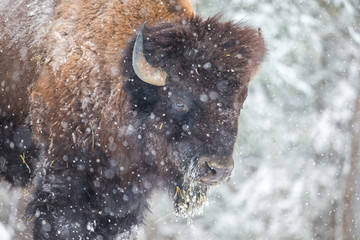 American Bison or Buffalo resting in a snow storm in north Quebec Canada.