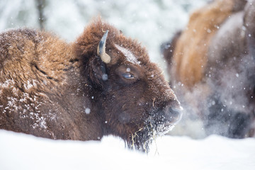 American Bison or Buffalo resting in a snow storm in north Quebec Canada. - 231227205