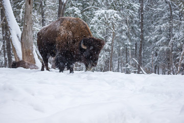 American Bison or Buffalo resting in a snow storm in north Quebec Canada.