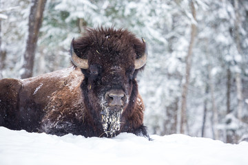 American Bison or Buffalo resting in a snow storm in north Quebec Canada. © Hummingbird Art