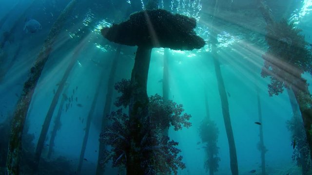 Underwater shot of an old jetty, overgrown with soft corals, silhouette with sunbeams, Raja Ampat, Indonesia