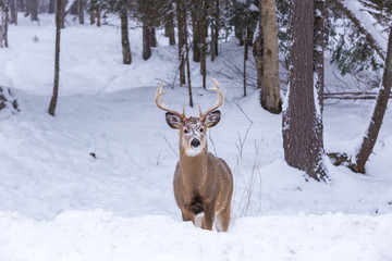 Red or spotted deer in deep mid winter, north Quebec, Canada.