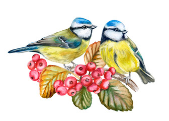 Eurasian blue tit isolated on white background. Birds sitting on a branch. Red Berries rowans or mountain-ashes. Couple In Love. Watercolor. Illustration. Template. Close-up. Portrait.