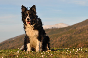 Bordercollie