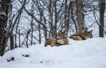 Pack of coyotes resting in mid winter in a boreal forest Quebec, Canada.