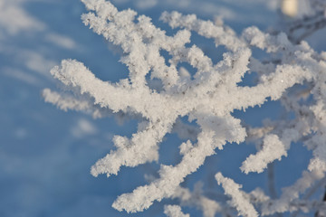 Snow-covered winter branch in the forest