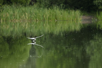 Chroicocephalus ridibundus