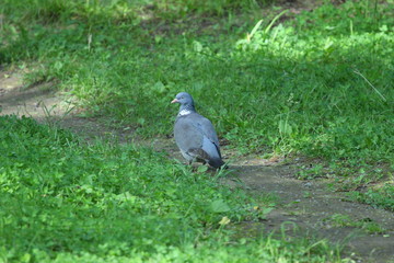 Columba palumbus