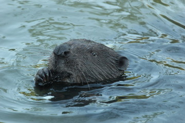 Castor