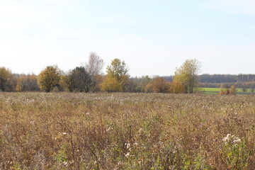 Autumn forest is beautiful this season. View of the meadow from the forest