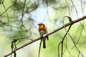 Erithacus rubecula