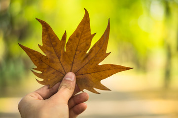 fallen maple leaf in hand in autumn