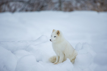 Obraz na płótnie Canvas Artic fox shot far north in Quebec, Canada.