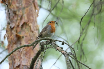 Erithacus rubecula
