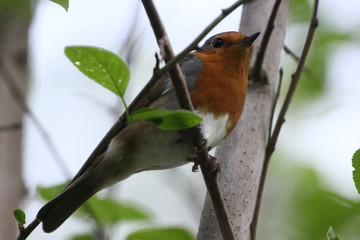 Erithacus rubecula