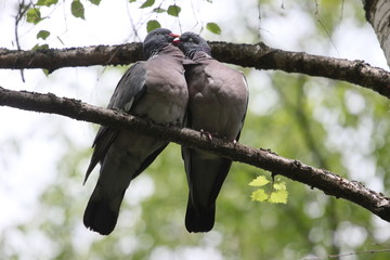 Columba palumbus