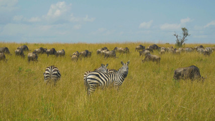 Obraz premium AERIAL: Flying close to a group of zebras and wildebeests grazing in the wild.