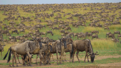 Obraz na płótnie Canvas AERIAL: Massive herd of wildebeest grazing while they migrate across the plains.