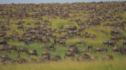 Fototapeta na wymiar AERIAL: Wild wildebeest grazing in their natural habitat during migrations.