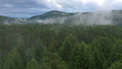 AERIAL: Flying over the lush dark green treetops of a large spruce forest.