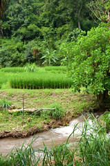 Maisons locales au village de Long Neck, Thaïlande du Nord