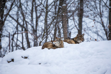 Pack of coyotes resting in the snow in north Quebec, Canada
