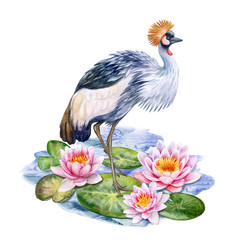 Grey crowned crane. Balearica regulorum bird and pink Lotus. Water lilies isolated on white background. Watercolor. Illustration. Template. Picture. Handmade. Clip-Art