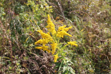 Yellow flower grows in a meadow