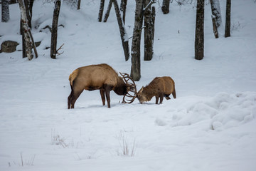 American or Canadian Elk shot in early winter in deep snow north Quebec Canada.