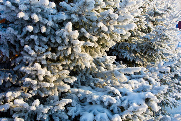 Snow-covered winter pine branch